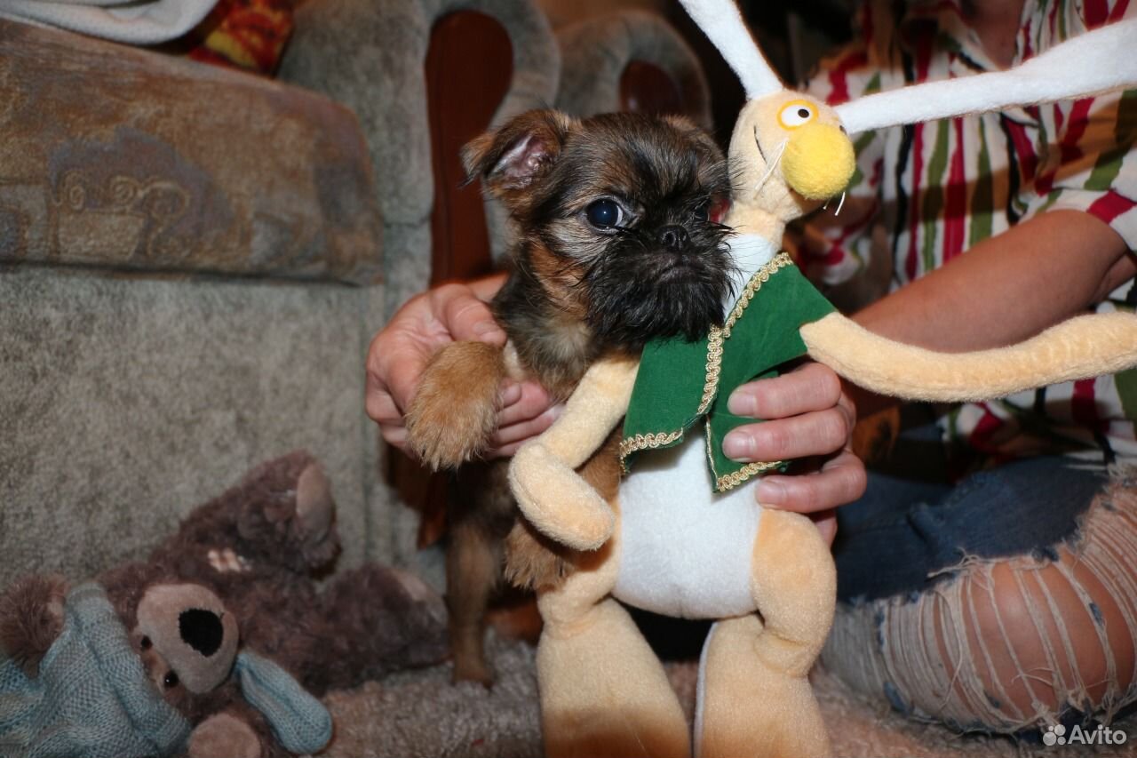 Гриффончики с отличной родословной