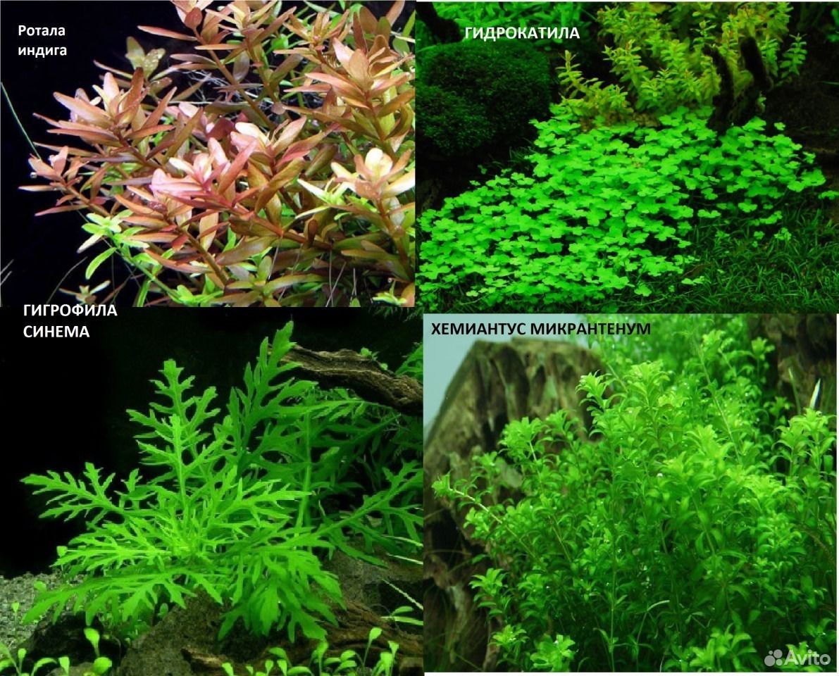 аквариумные растения все виды фото и названия