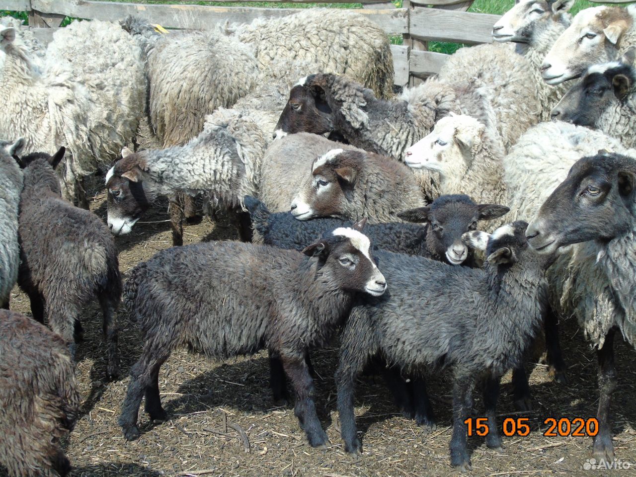 Где Можно Купить Овцы Романовской Породы