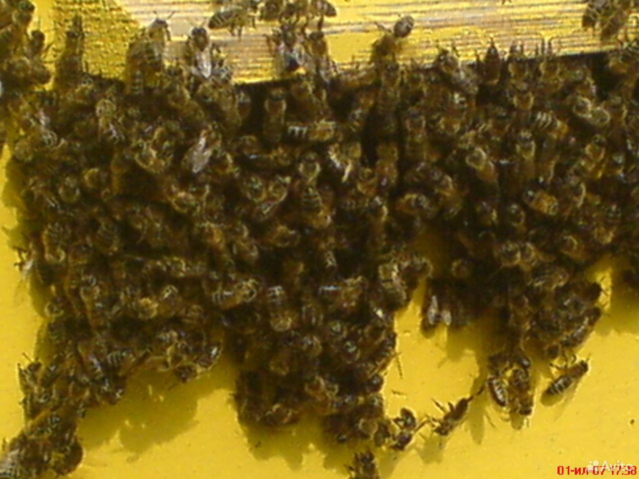 Продаются сильные пчелиные семьи купить на Зозу.ру - фотография № 2