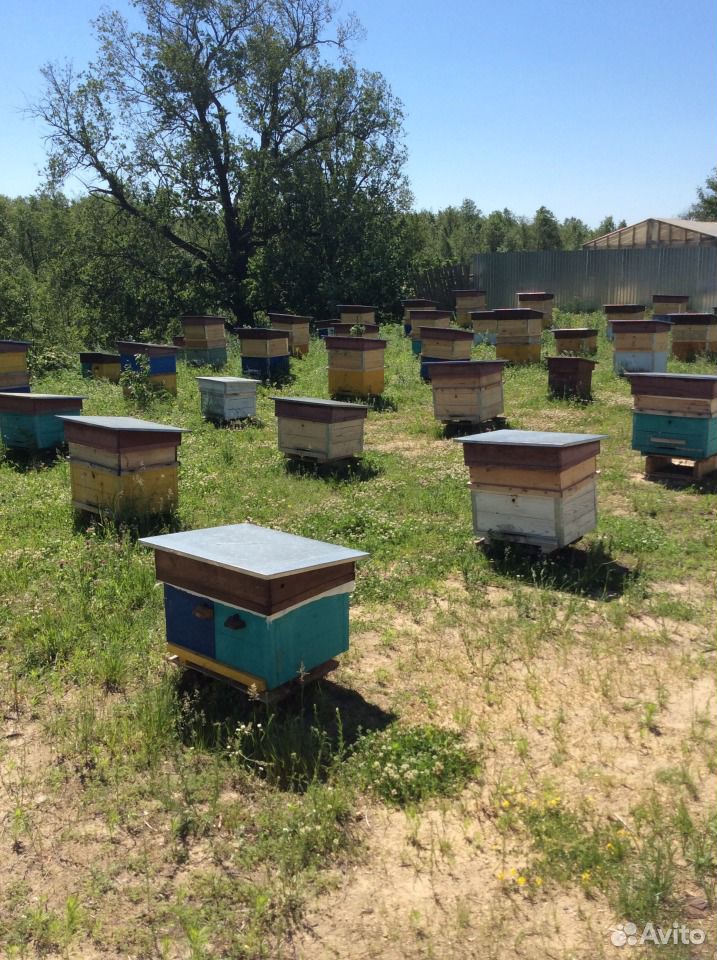 Продам пчёл и пчёлопакеты купить на Зозу.ру - фотография № 2