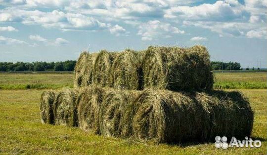 Сено в рулонах. Купить. С доставкой. Цена от руб | ферма СытникЪ