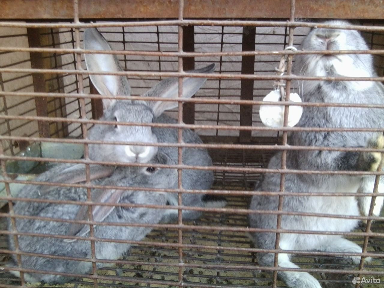 Кролики великаны купить на Зозу.ру - фотография № 1