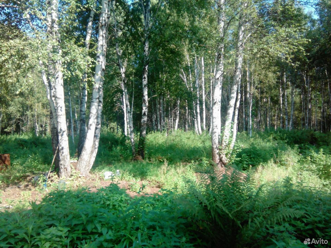 леса тюмени фото