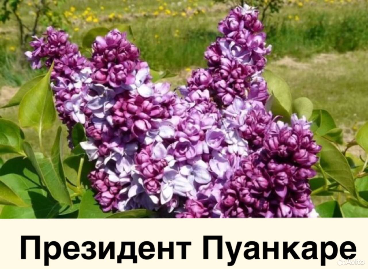 Саженцы и декоративные растения, качественный поса купить на Зозу.ру - фотография № 8