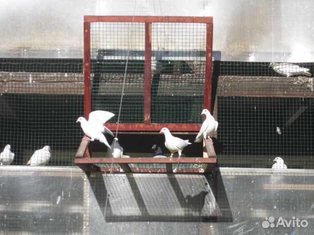 Белые спортивные голуби купить на Зозу.ру - фотография № 5
