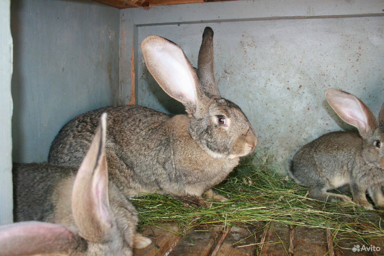 Продаются кролики элитной породы Фландер купить на Зозу.ру - фотография № 4