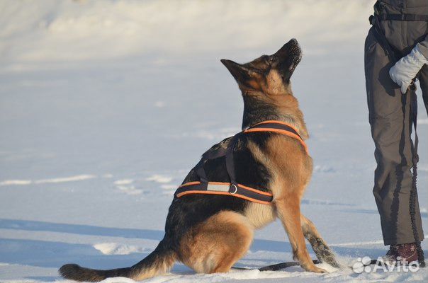Ездовая шлейка для собак купить на Зозу.ру - фотография № 3