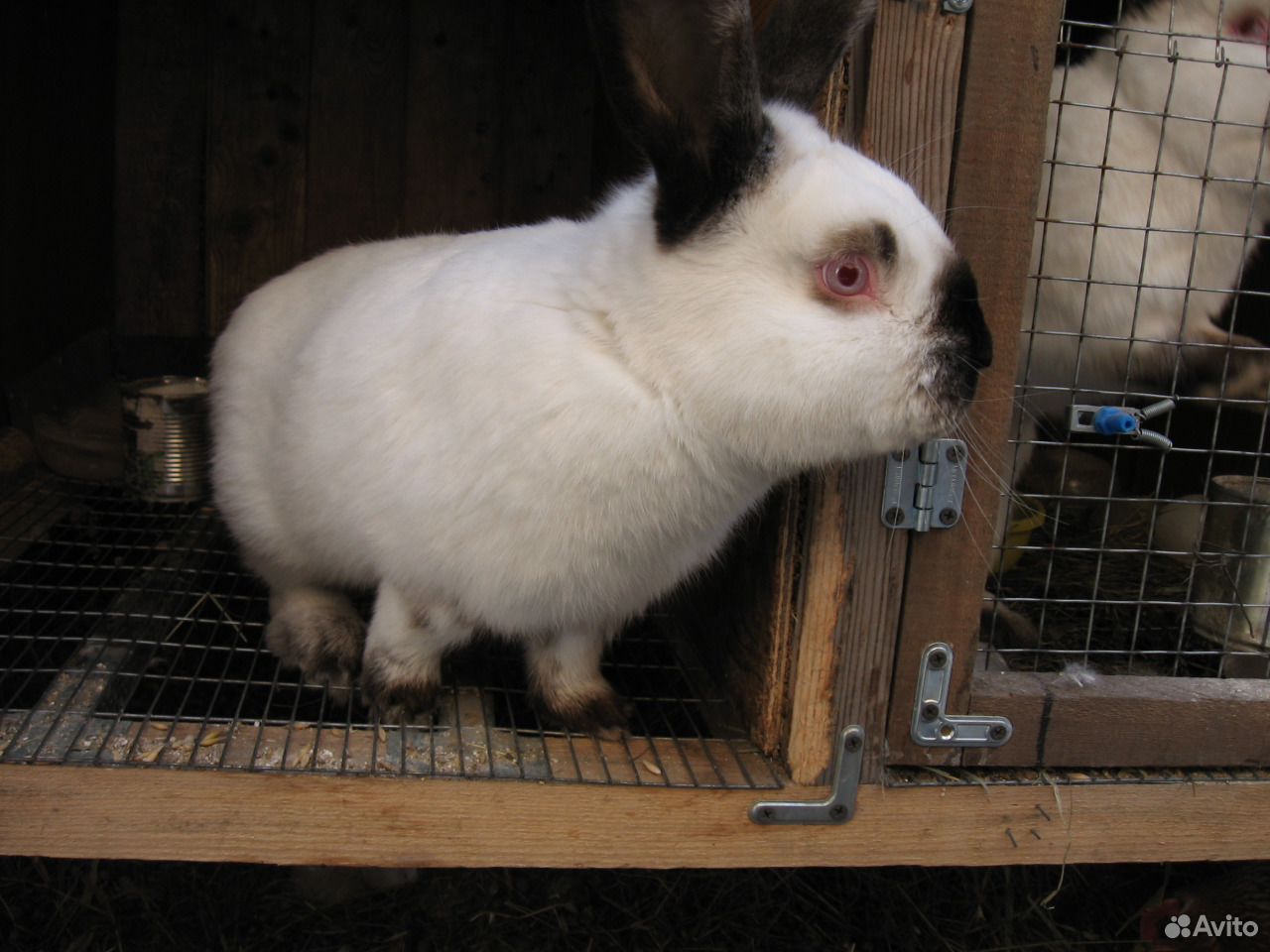 Купить кролика в Красноярске на племя. Купить чистопородных элитных бургундских кроликов на племя авито. Авито породы кроликов