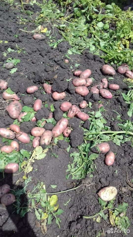 Продаю Картофель, лук урожая 2020 года купить на Зозу.ру - фотография № 2