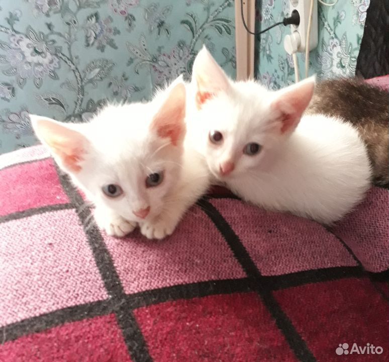 Белоснежные котята - плюшевые мальчики купить на Зозу.ру - фотография № 4