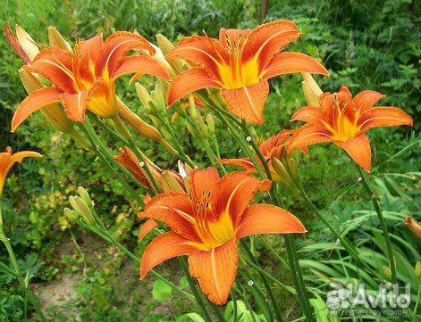 Цветы садовые многолетние купить на Зозу.ру - фотография № 3