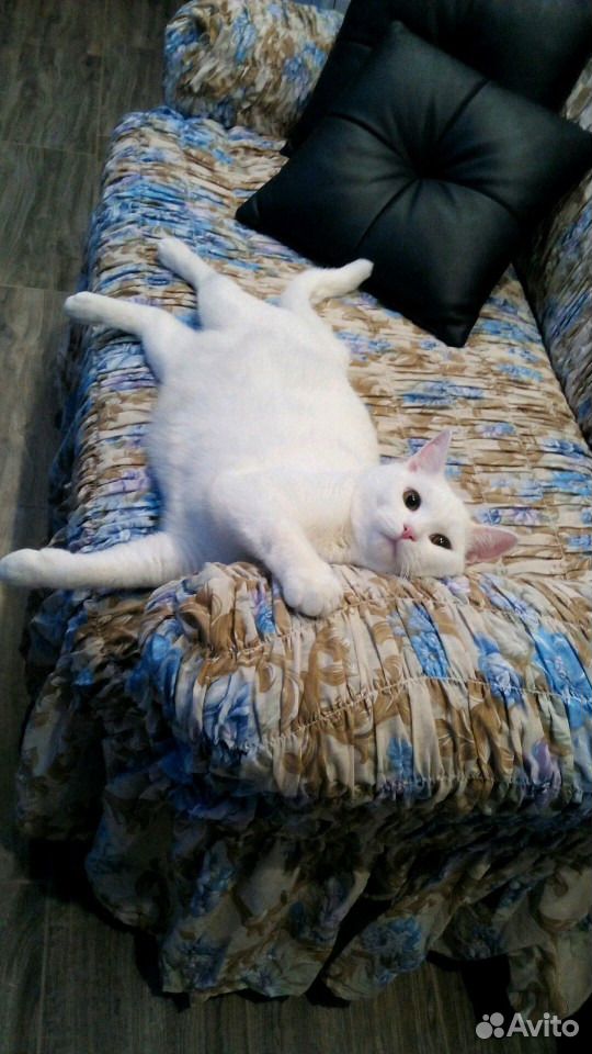 Белый кот ждет новых родителей купить на Зозу.ру - фотография № 5