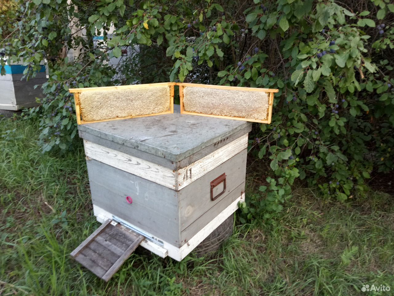 Продам мед из Тамбовской области купить на Зозу.ру - фотография № 5