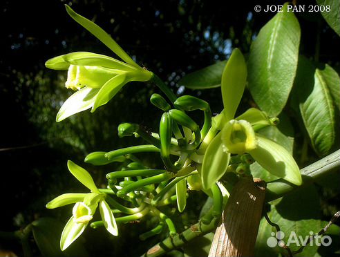 Vanilla planifolia от 20см купить на Зозу.ру - фотография № 1