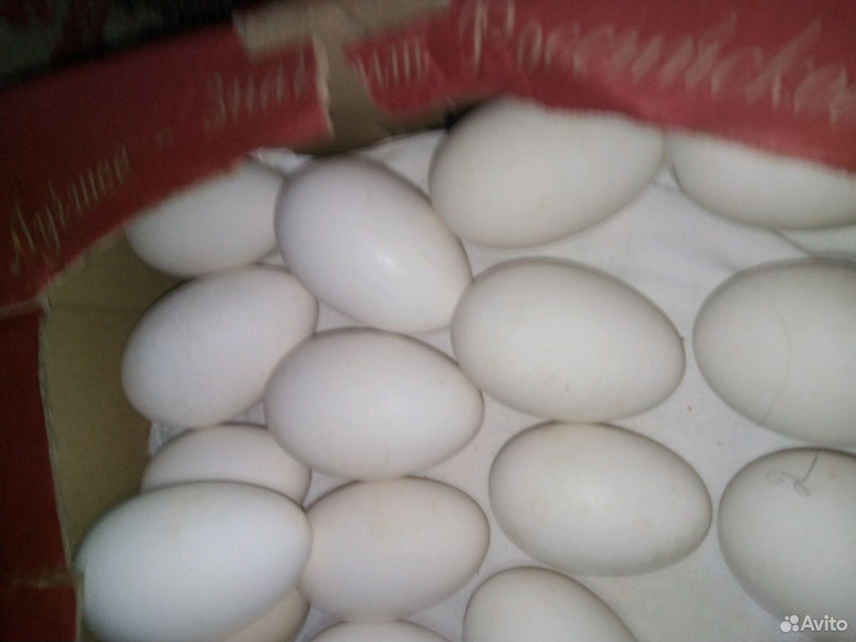 Гусиные яйца для инкубации купить. Гусиные яйца гусята. Сколько стоит гусиное яйцо. Гусиное яйцо вытянутое. Яйца гусиные в Новосибирске.