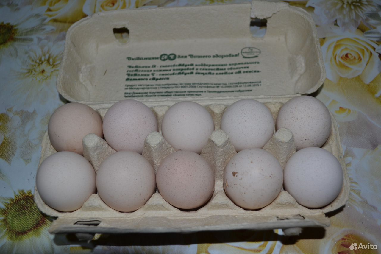 Купить яйца иваново. Белая широкогрудая яйцо. Инкубаторские яйца. Коробки Mach инкубационное яйцо. Ивановское инкубационное яйцо.