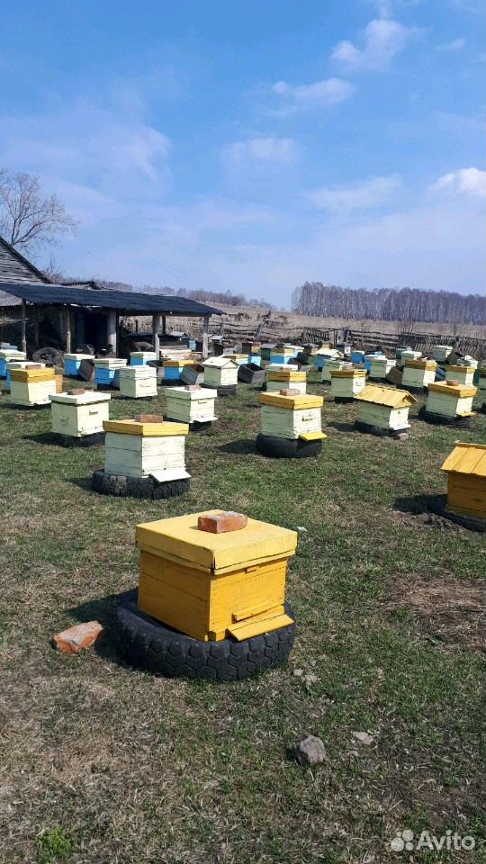 Пчёл купить на Зозу.ру - фотография № 1