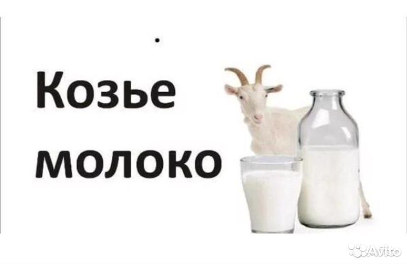 Домашнее козье молоко, творог и сметана купить на Зозу.ру - фотография № 4