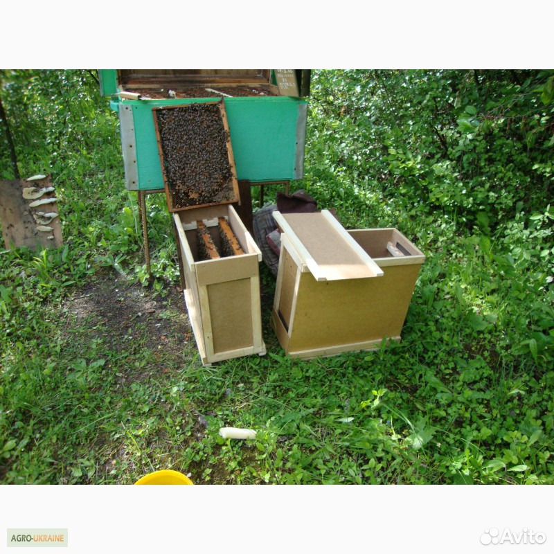 Продажа пчелосемей и пчелопакетов с личной пасеки купить на Зозу.ру - фотография № 1