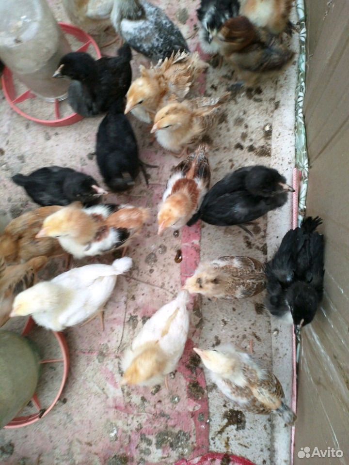 Цыплята домашние купить на Зозу.ру - фотография № 2