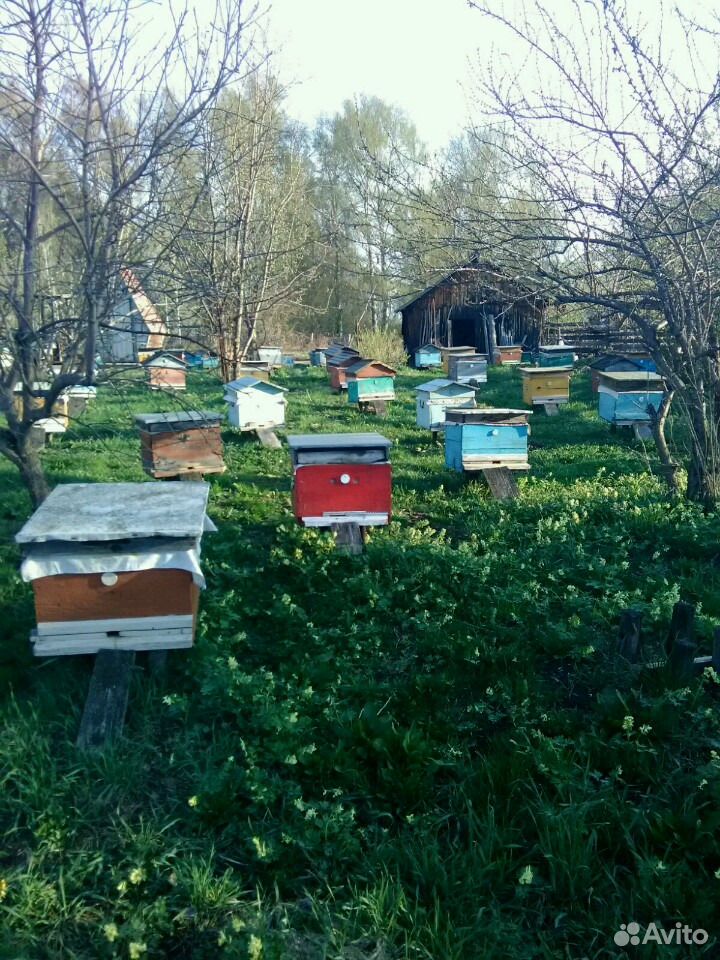 Пчелопакеты, пчелосемьи купить на Зозу.ру - фотография № 1
