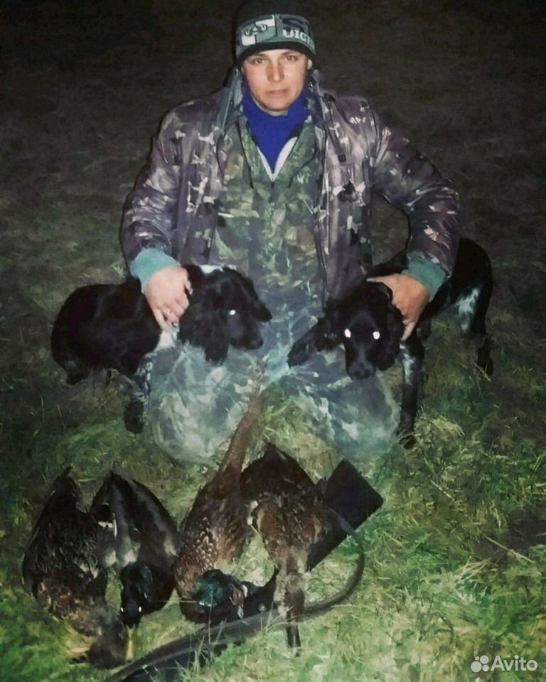 Русский охотничий спаниель купить на Зозу.ру - фотография № 2