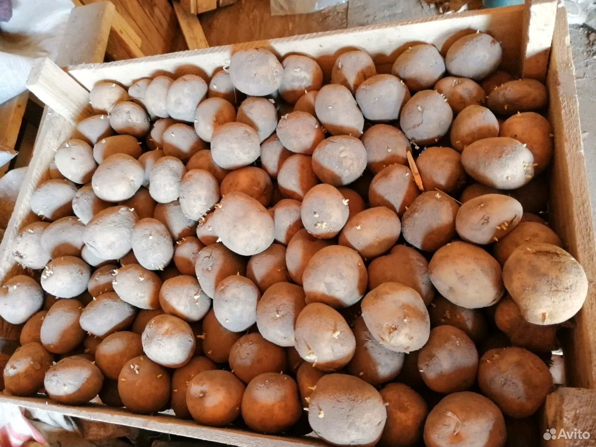 Продам семенной картофель купить на Зозу.ру - фотография № 1
