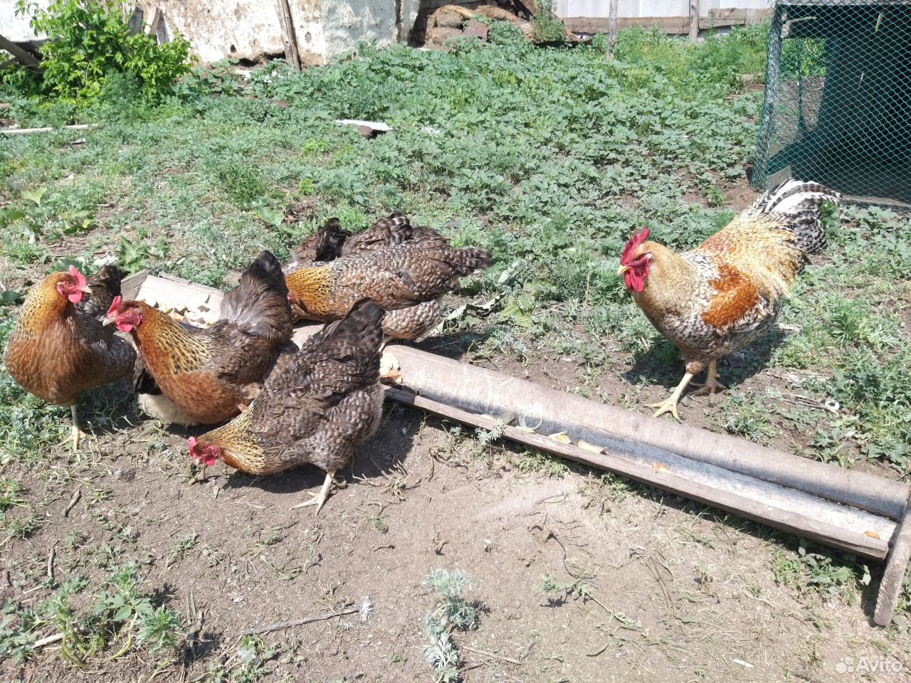 Инкубационное яйцо породных кур, цыплята купить на Зозу.ру - фотография № 3