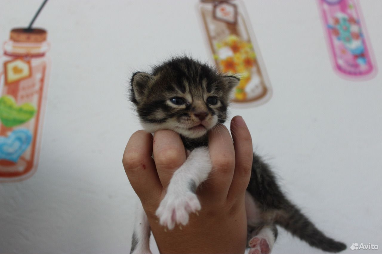 Котята, родились 8 апреля купить на Зозу.ру - фотография № 8