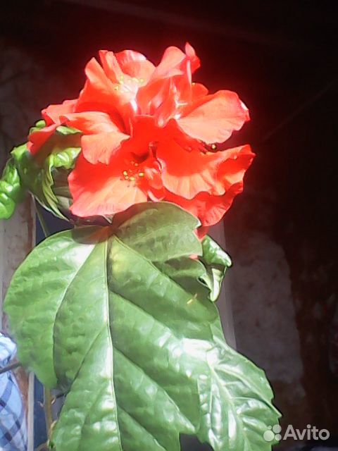 Гибискус(китайская роза) купить на Зозу.ру - фотография № 1