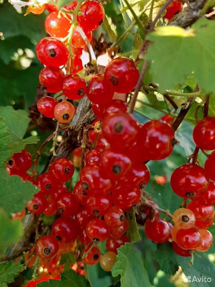 Продам ягоды черной, красной и белой смородины со купить на Зозу.ру - фотография № 6