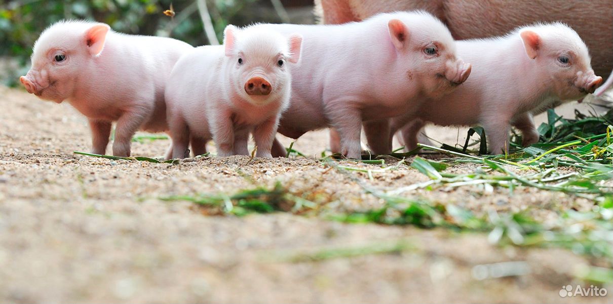 Продажа поросят в курской. British lop Pig Society.