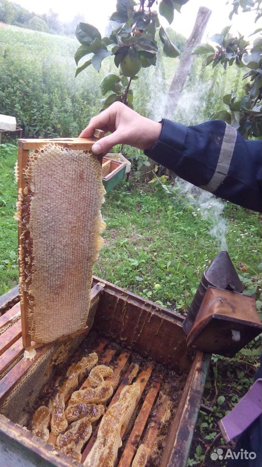 Продам мёд купить на Зозу.ру - фотография № 2