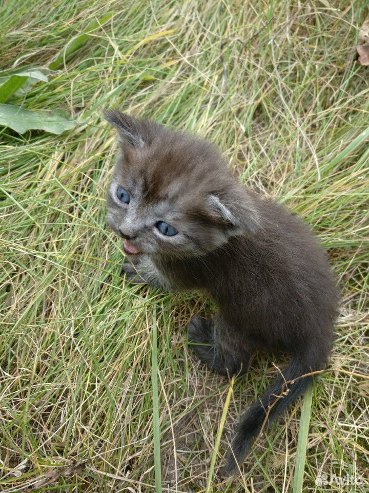Котята серенькие полосатые кошка купить на Зозу.ру - фотография № 2