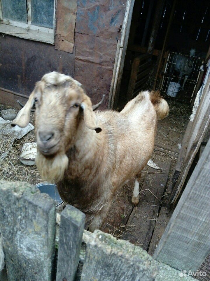 Козёл для вязки имеется коза для продажи купить на Зозу.ру - фотография № 5