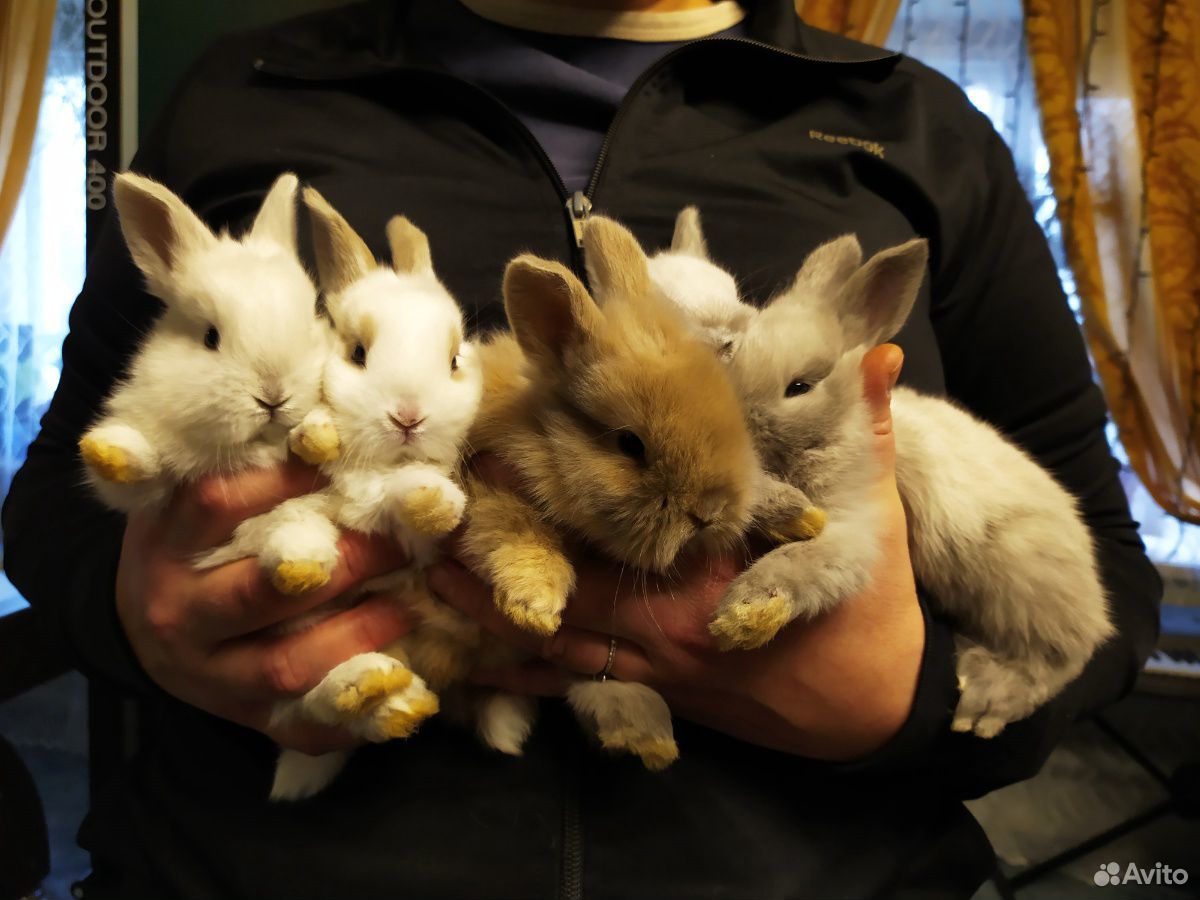 Кролики зайки декоративные купить на Зозу.ру - фотография № 10