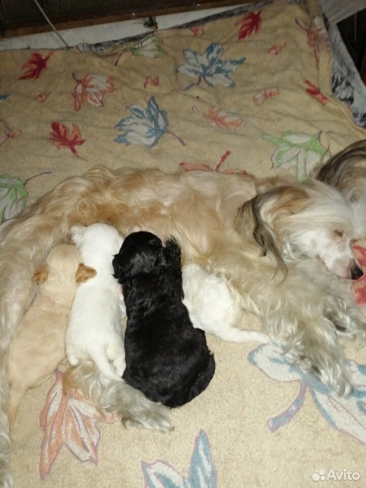 авито новочеркасск собаки