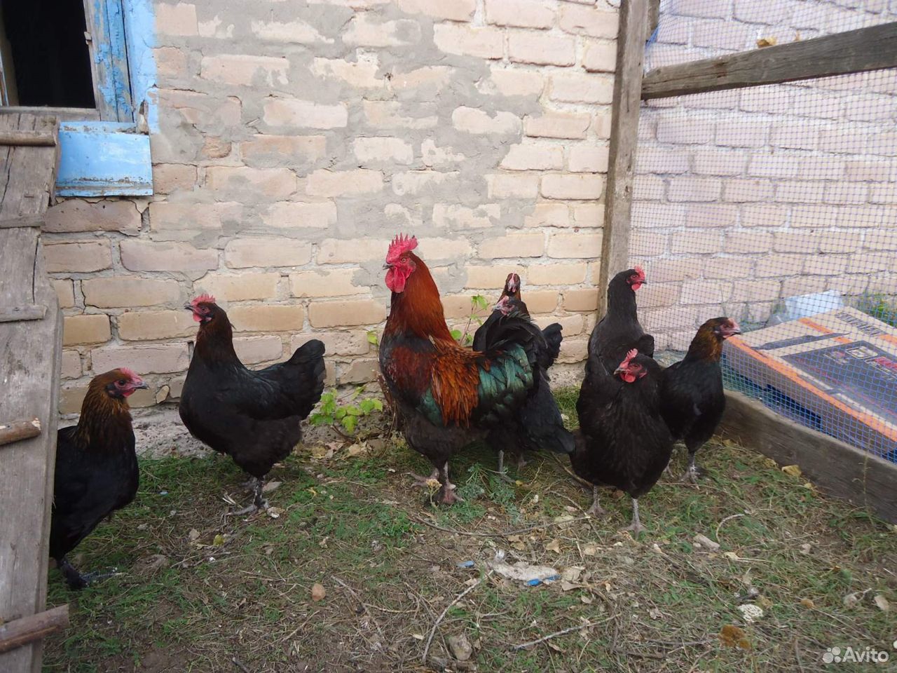 Инкубационное яйцо породных кур, цыплята купить на Зозу.ру - фотография № 4