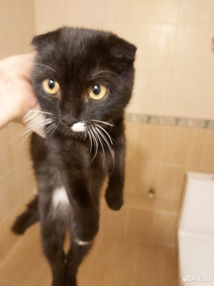 Найден котенок купить на Зозу.ру - фотография № 1