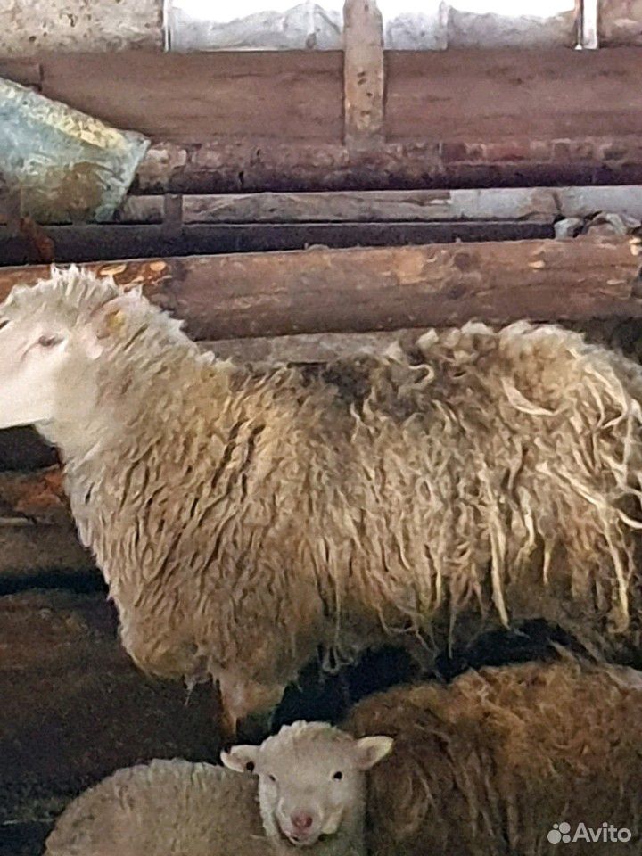 Овцы с ягнятами купить на Зозу.ру - фотография № 4