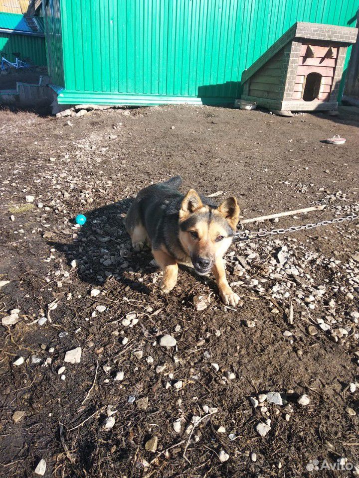Молодая собака-отличная охранница купить на Зозу.ру - фотография № 2