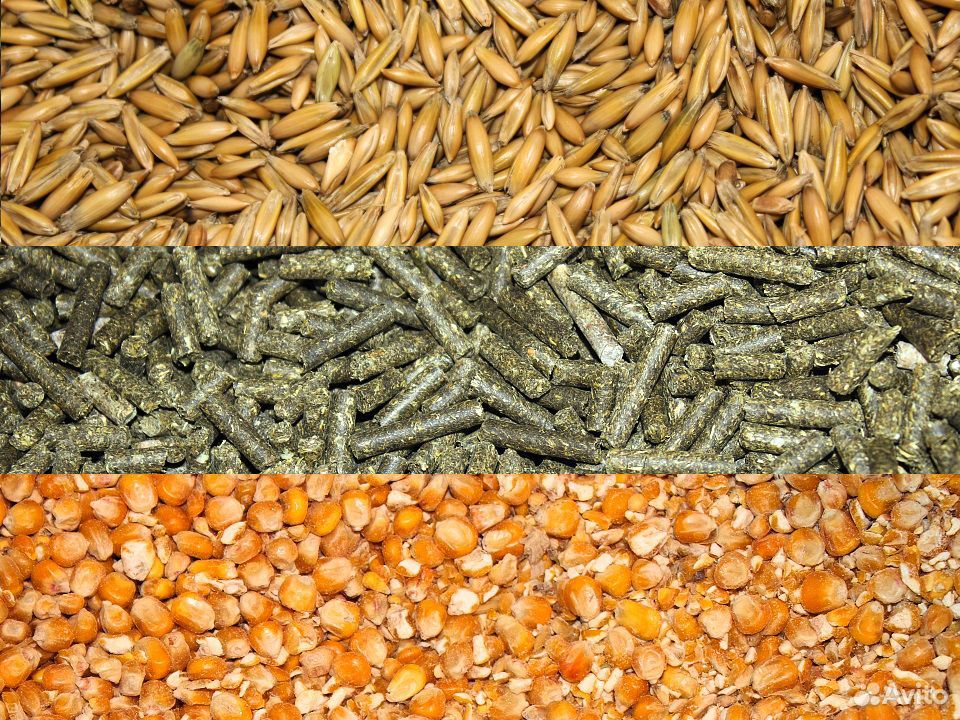 Комбикорм, кукуруза, пшеница, ячмень и т. д купить на Зозу.ру - фотография № 2