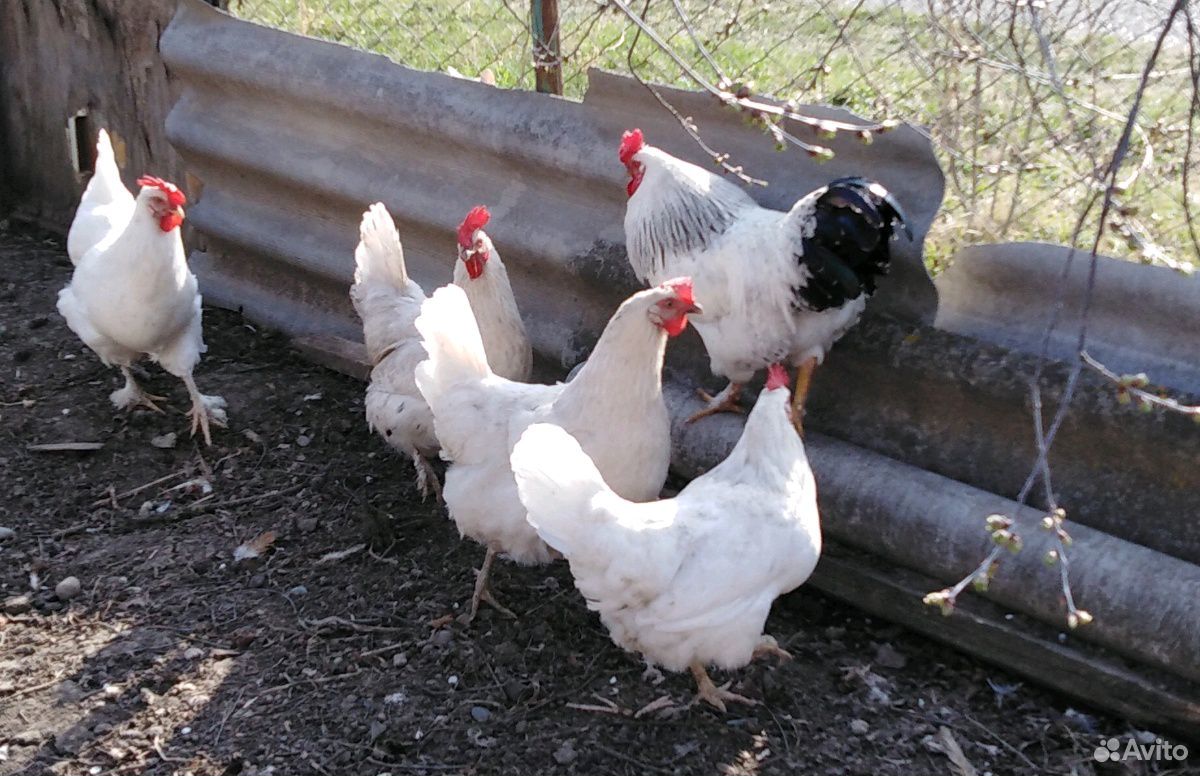 Цыплята суточные домашних кур купить на Зозу.ру - фотография № 2