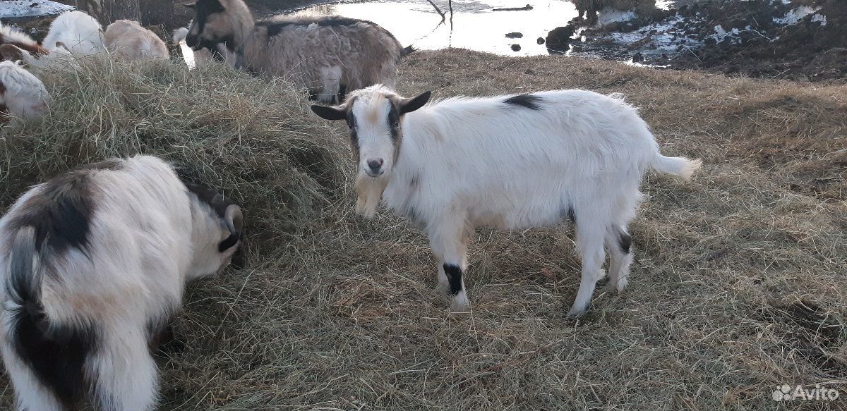 Альпийские козы, козлята, козёл купить на Зозу.ру - фотография № 3