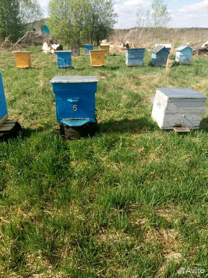 Продам пчёл, пакеты, маток купить на Зозу.ру - фотография № 3