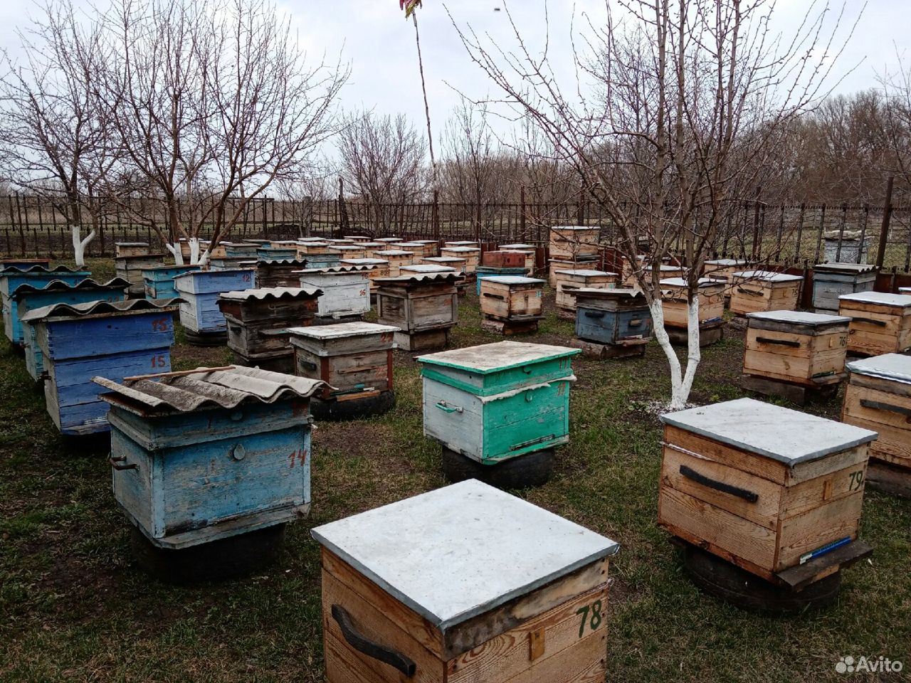 Пчелосемьи на выставку купить на Зозу.ру - фотография № 1