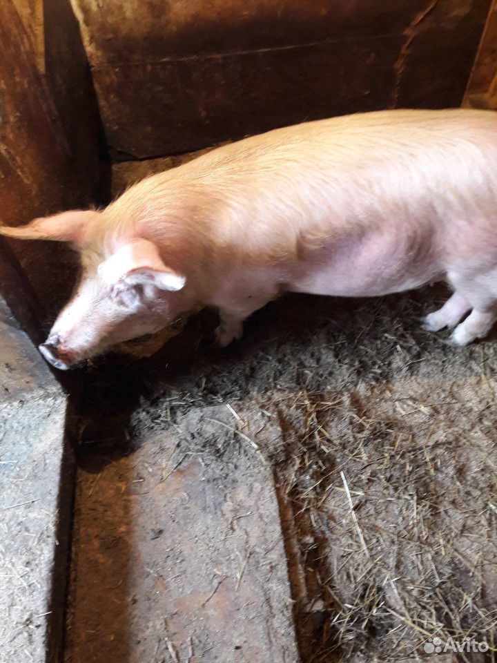 Продаю домашнюю свинью 8 месяцев купить на Зозу.ру - фотография № 1