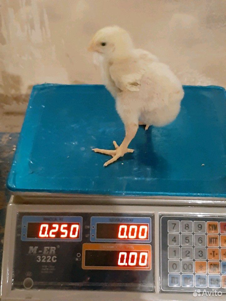 Цыплята бройлеры купить на Зозу.ру - фотография № 2