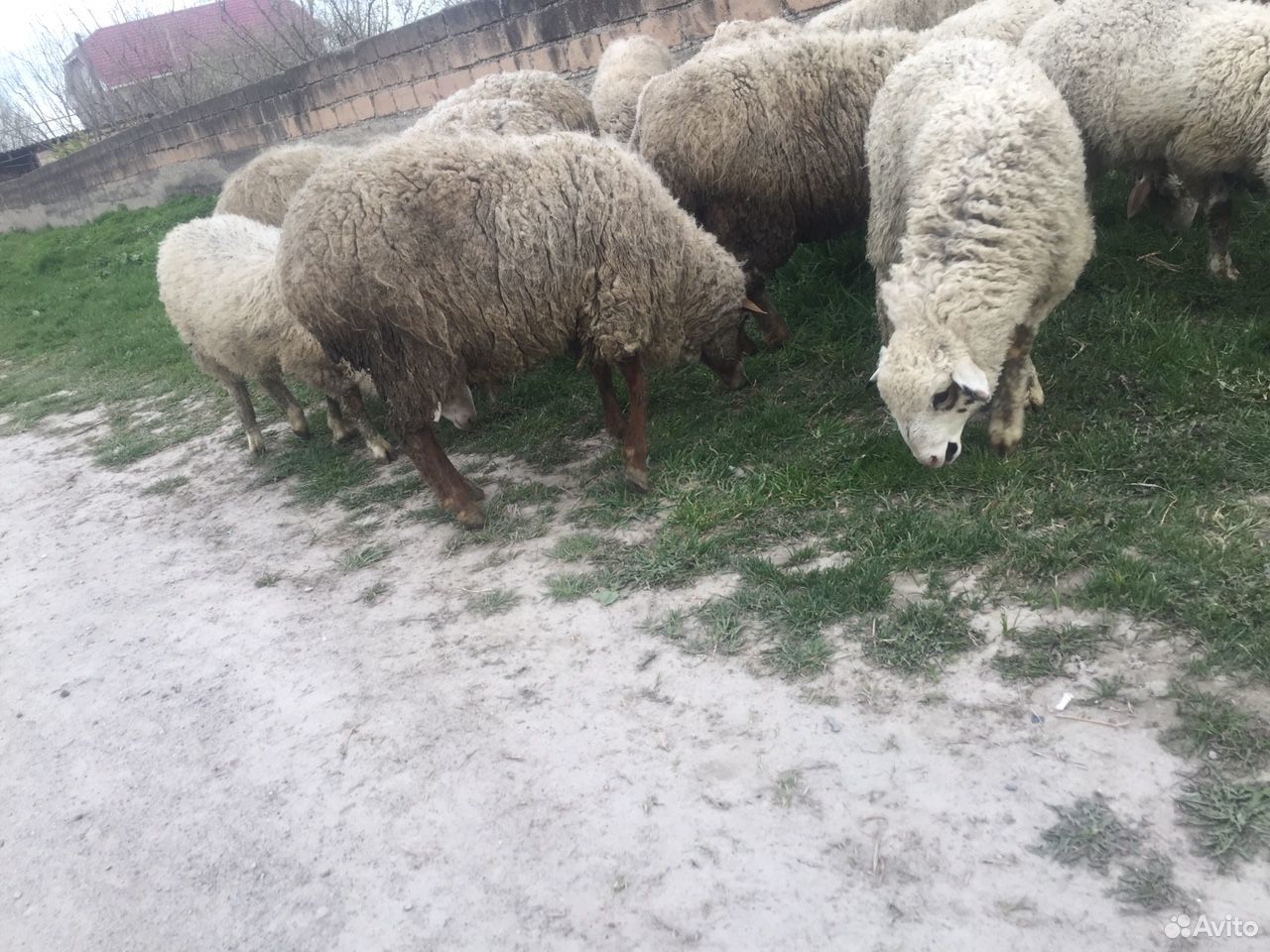 Овцы матки купить на Зозу.ру - фотография № 3